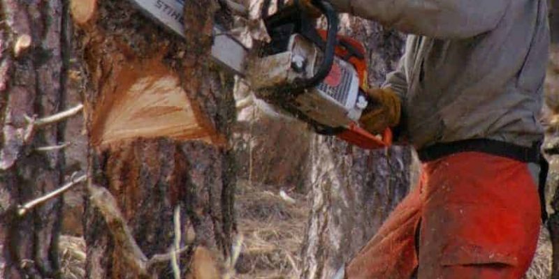 Chainsaw Safety Guide